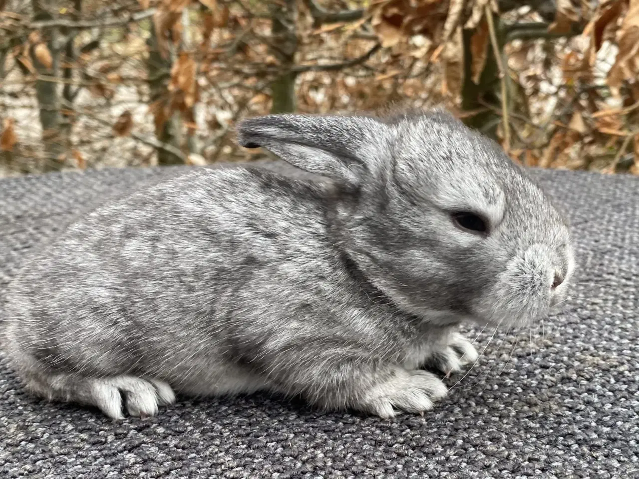Billede 1 - FRANSK VÆDDER HAN CHINCHILLA