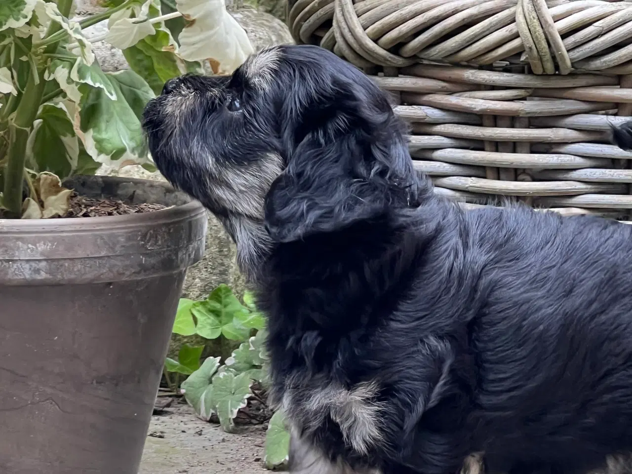Billede 14 - 🌸Skønne Bichon Havanais 🌸