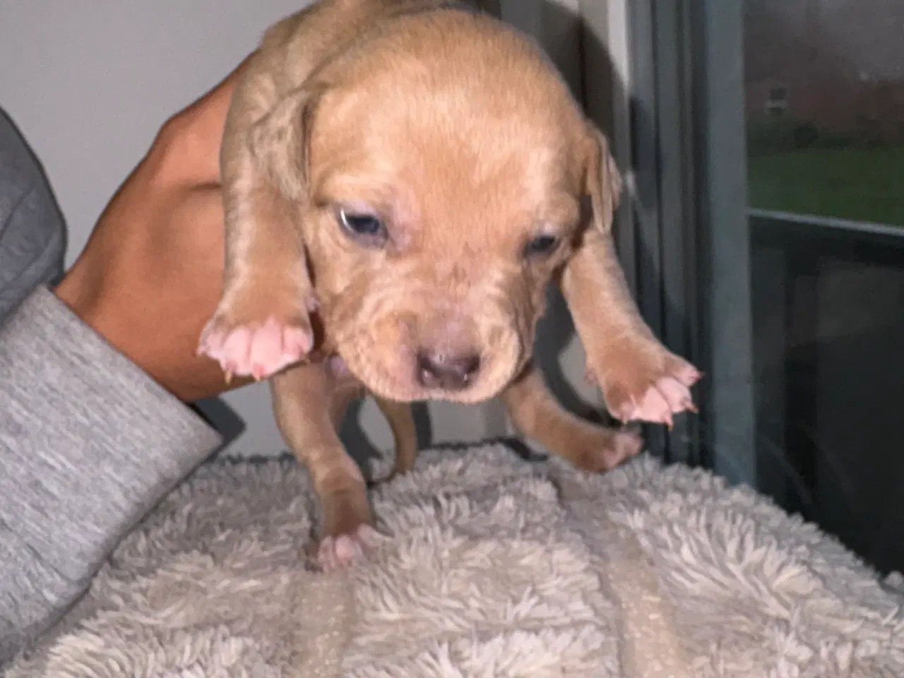 Billede 9 - American bully hvalpe 🐶 