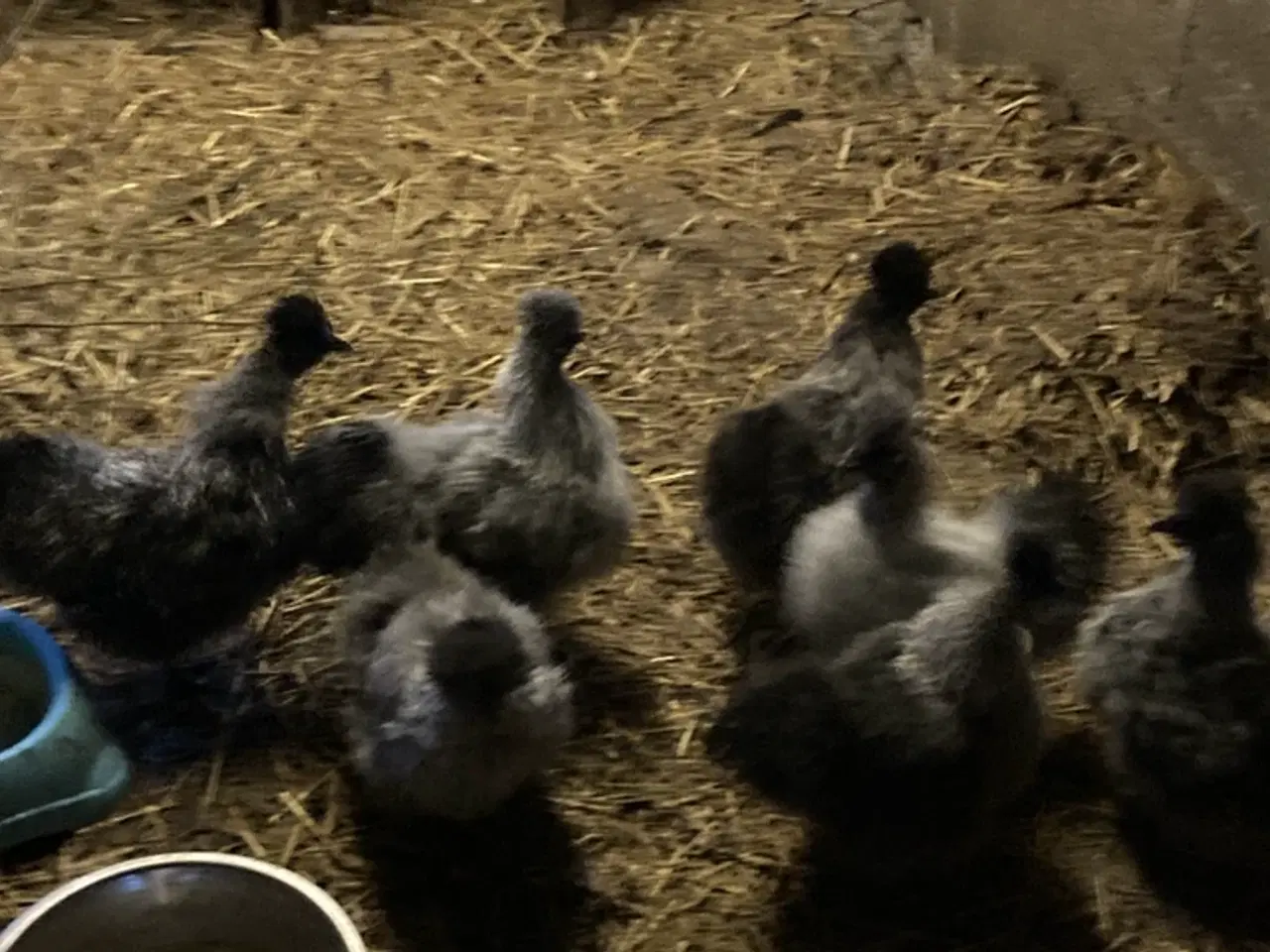Billede 6 - Rene silke Høns