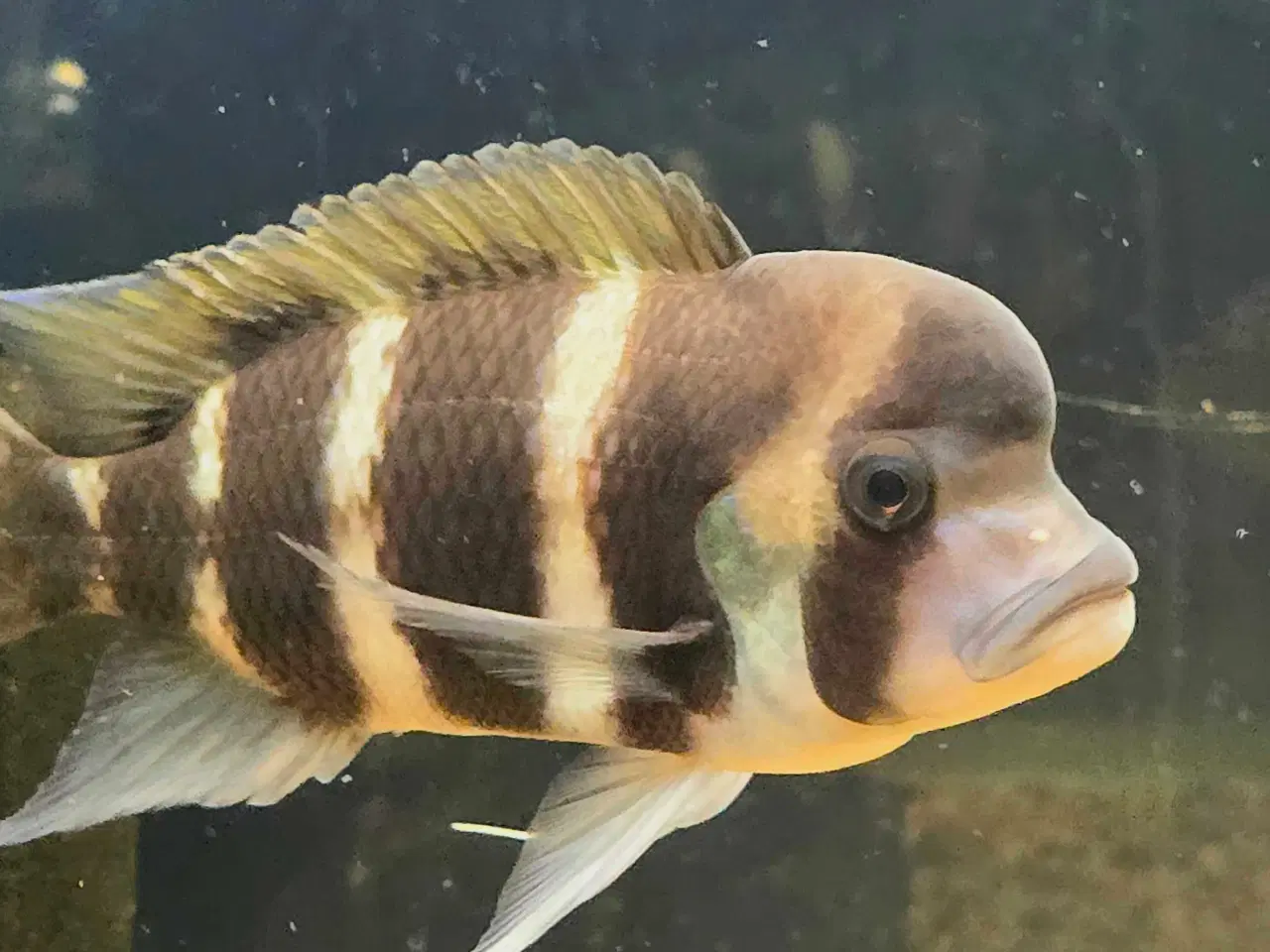 Billede 3 - Akvariefisk