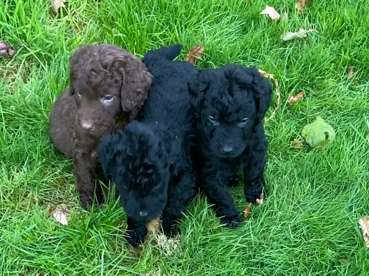 Billede 5 - Labradoodle hvalpe søger nye hjem 