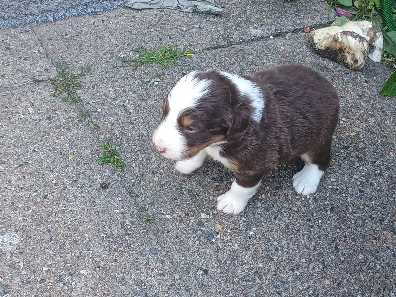 Billede 15 - "Mini Berner Sennen"