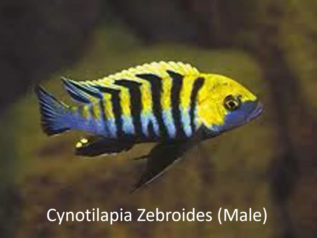 Billede 1 - Cynotilapia Zebroides (Afra Cobue) Malawi/Mbuna