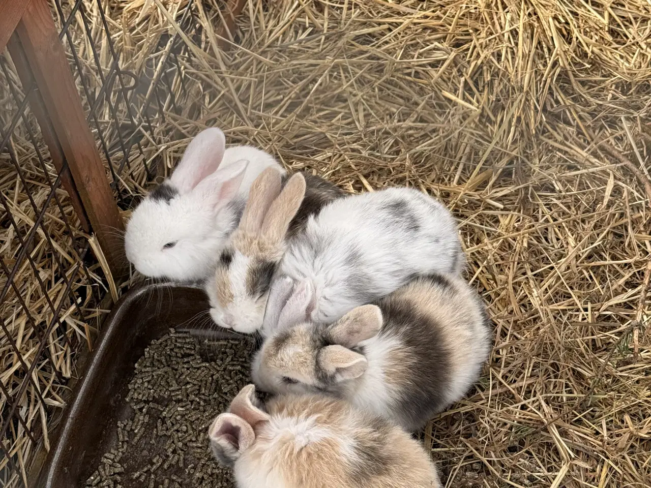 Billede 1 - Mini Lop kaninunger