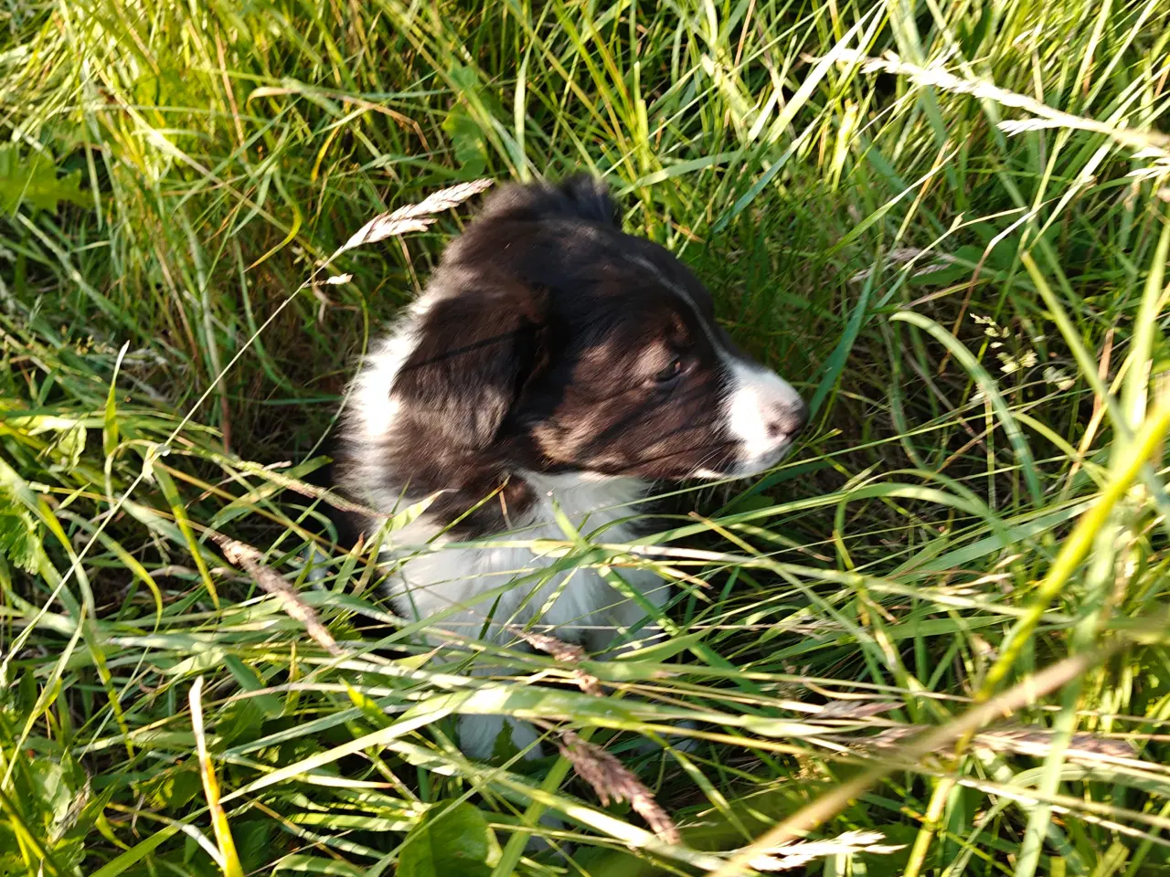 Billede 8 - Vidunderlig Border collie hvalp