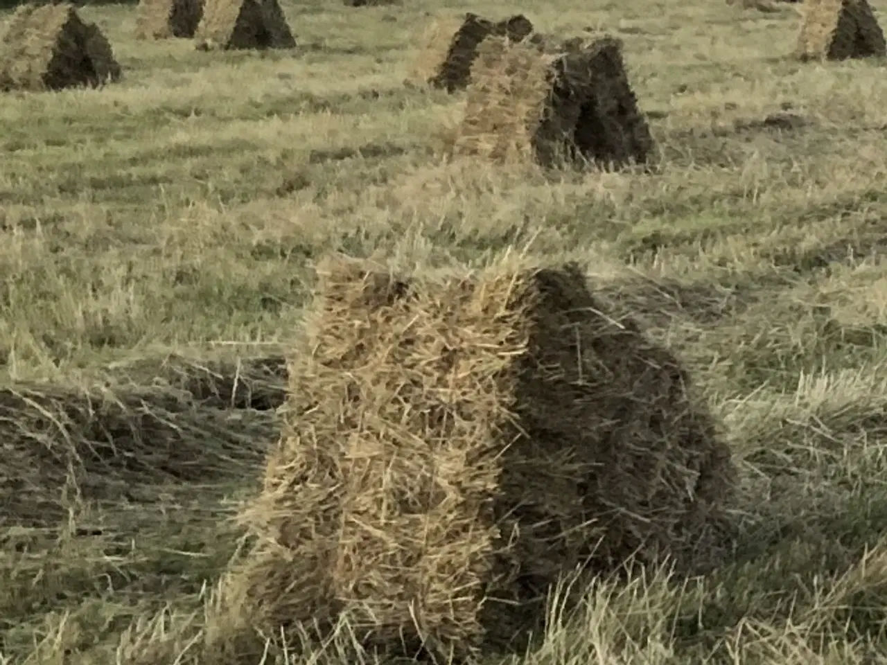 Billede 1 - Hø i små baller