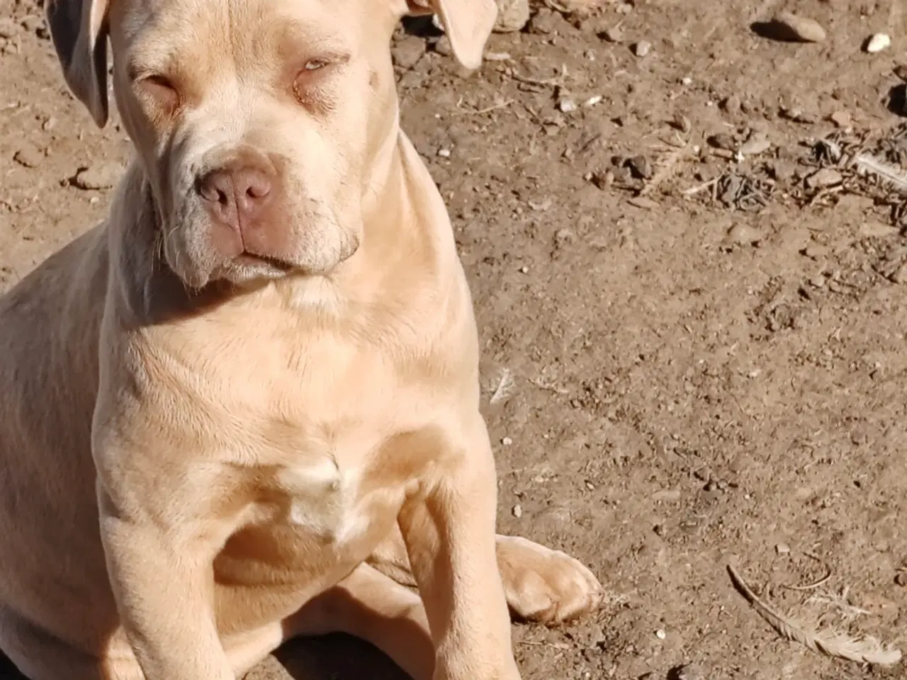 Billede 3 - American XL Bully Hvalpe