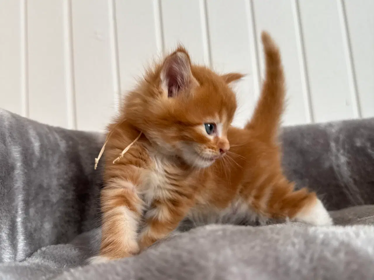 Billede 9 - Maine coon killinger uden tavle