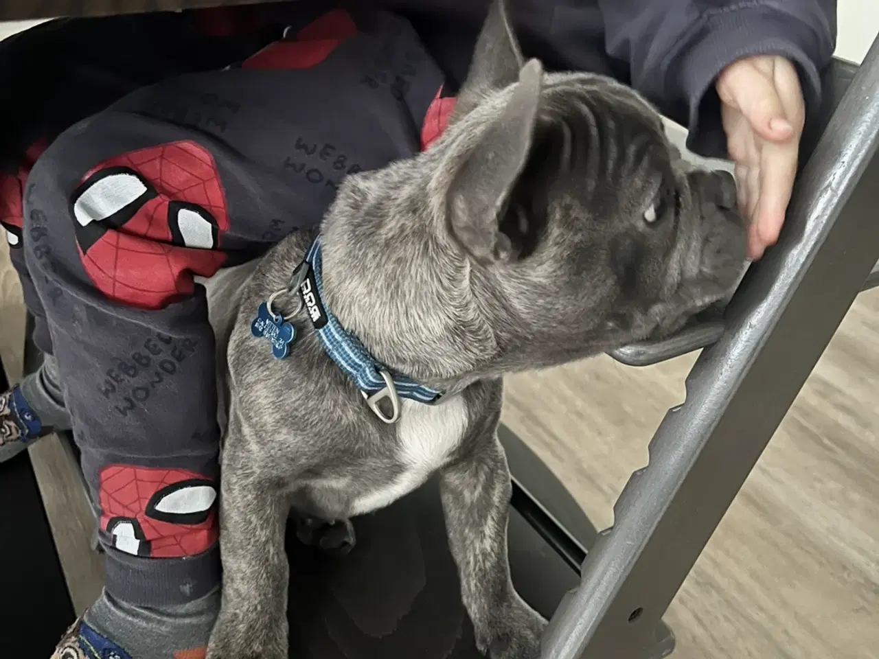 Billede 4 - 🐾Hvalp søger nyt kærligt hjem🐾