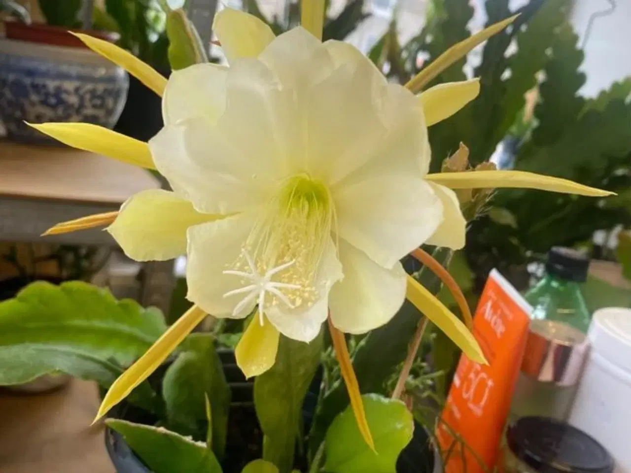 Billede 4 - Epiphyllum yallow tang zigzag stilkning m roder 