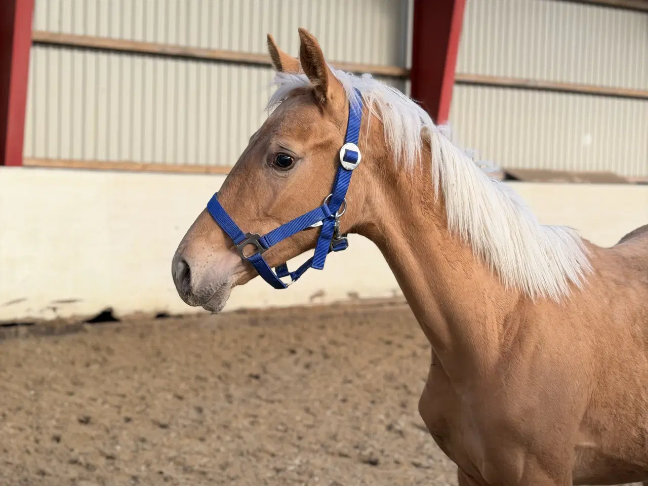 Billede 2 - Smuk palomino plag