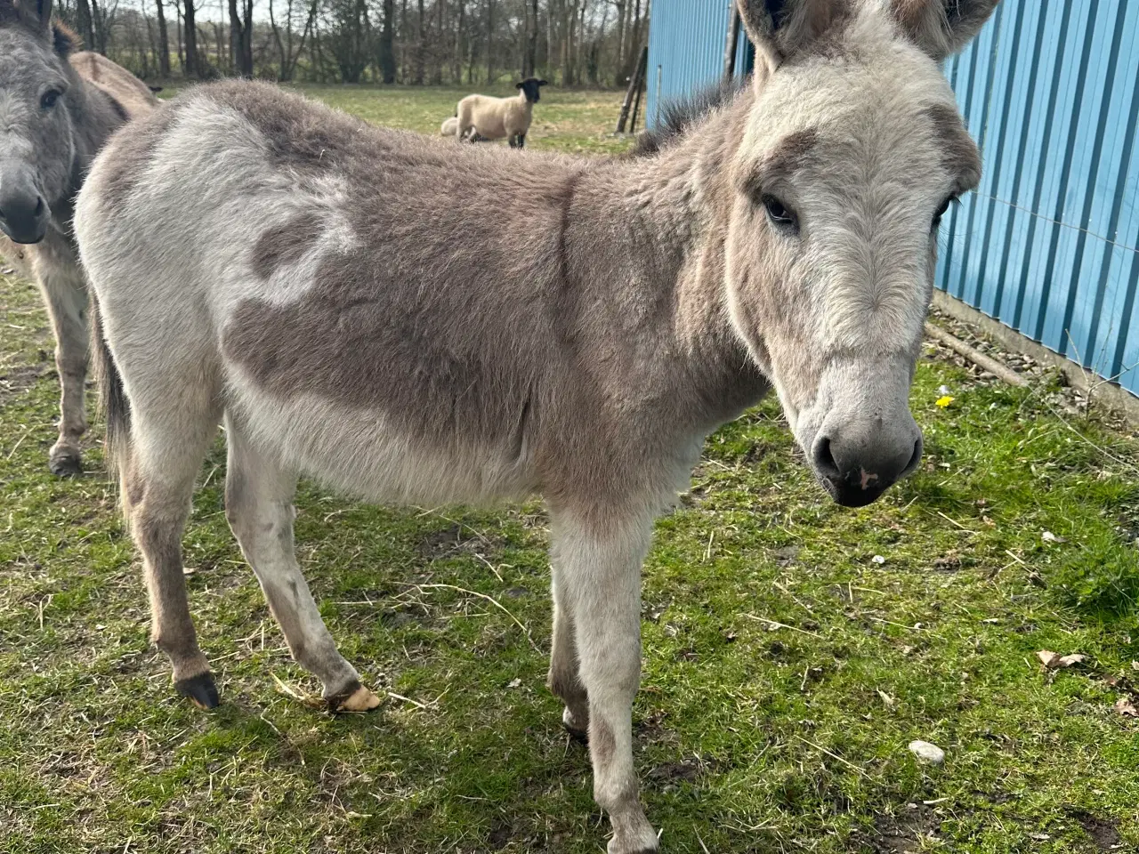 Billede 1 -  Vores skønne æsel hingst Egon søger nyt hjem