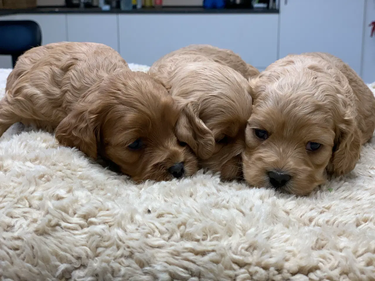 Billede 4 - Cockerpoo babyer 