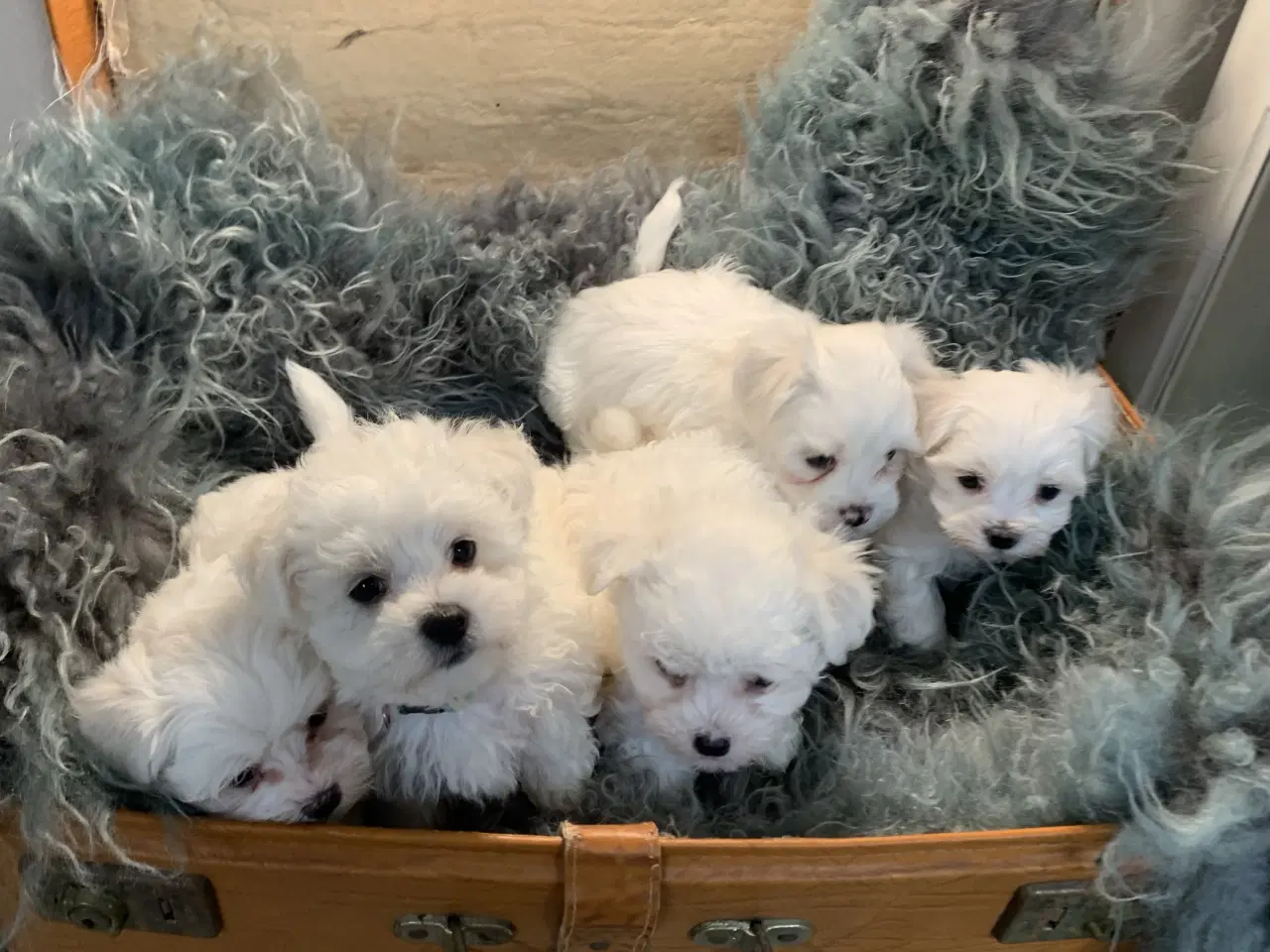 Billede 5 - De smukkeste Maltichon babyer 