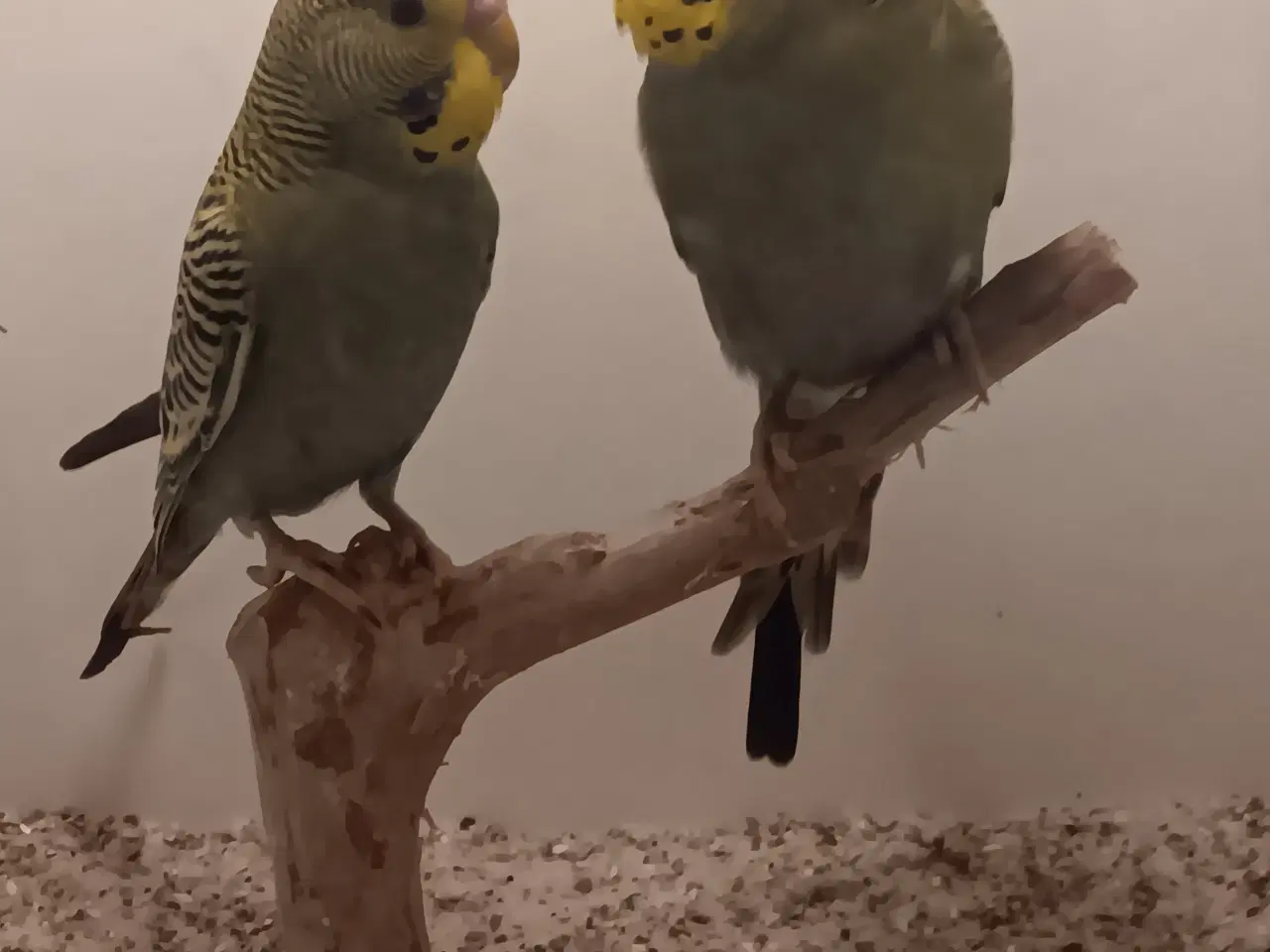 Billede 2 - Undulater unger