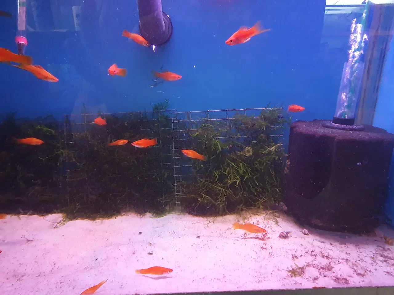 Billede 7 - Røde Sværddragere