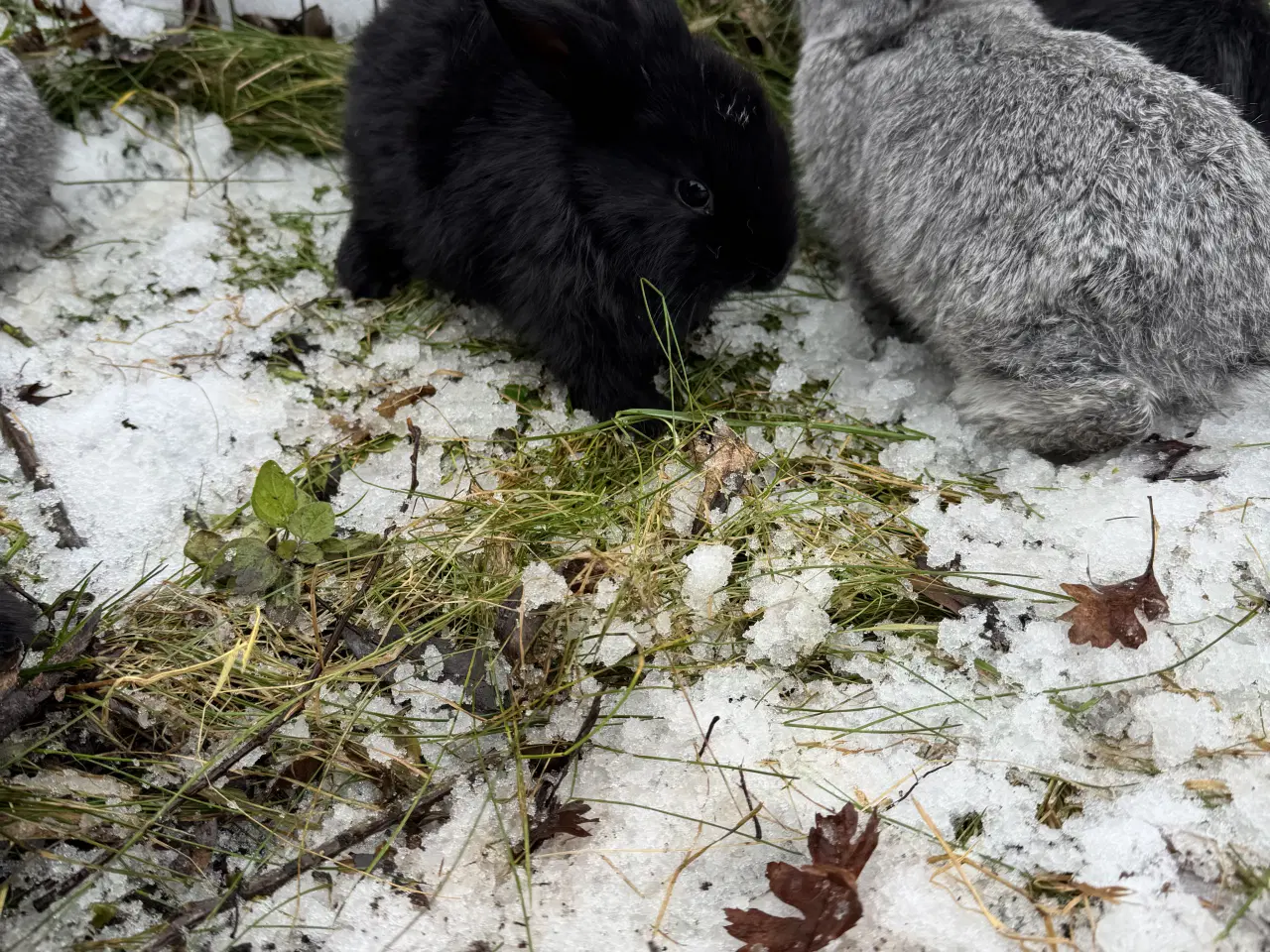 Billede 17 - Dværgvædder unger sælges