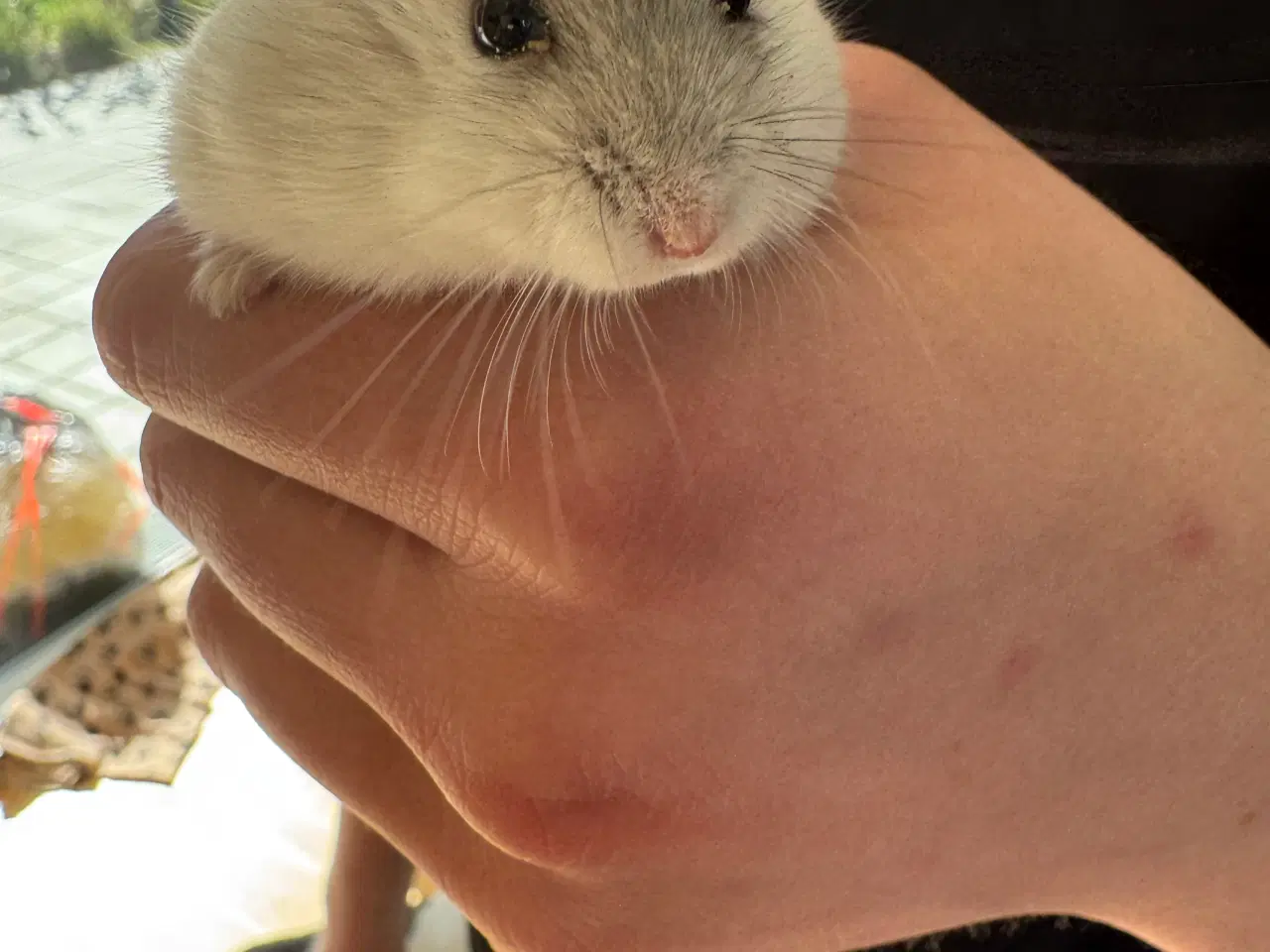 Billede 3 - Dværghamster plus tilbehør sælges