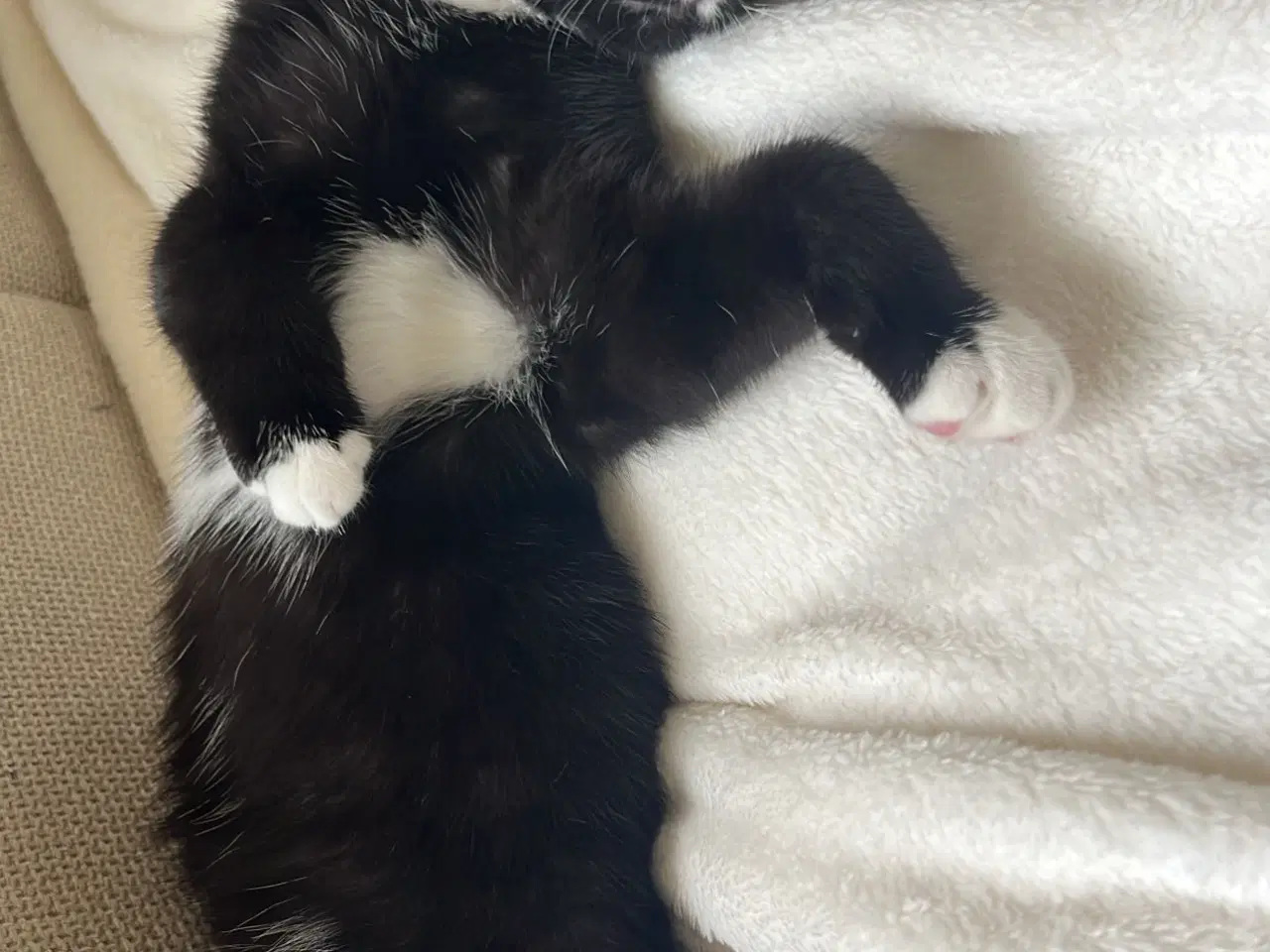 Billede 2 - Huskat som kun er hjemme og aldrig ude