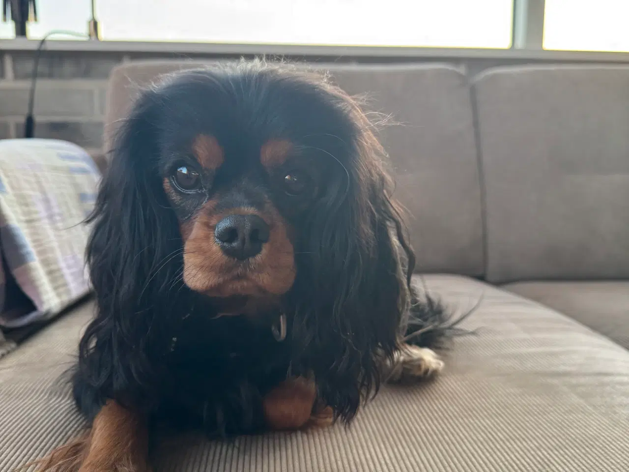 Billede 2 - Cavalier King Charles 