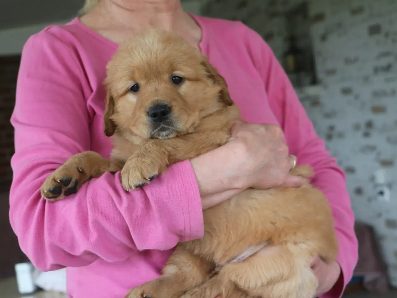 Billede 4 - Verdens smukkeste Golden Retriever hvalpe