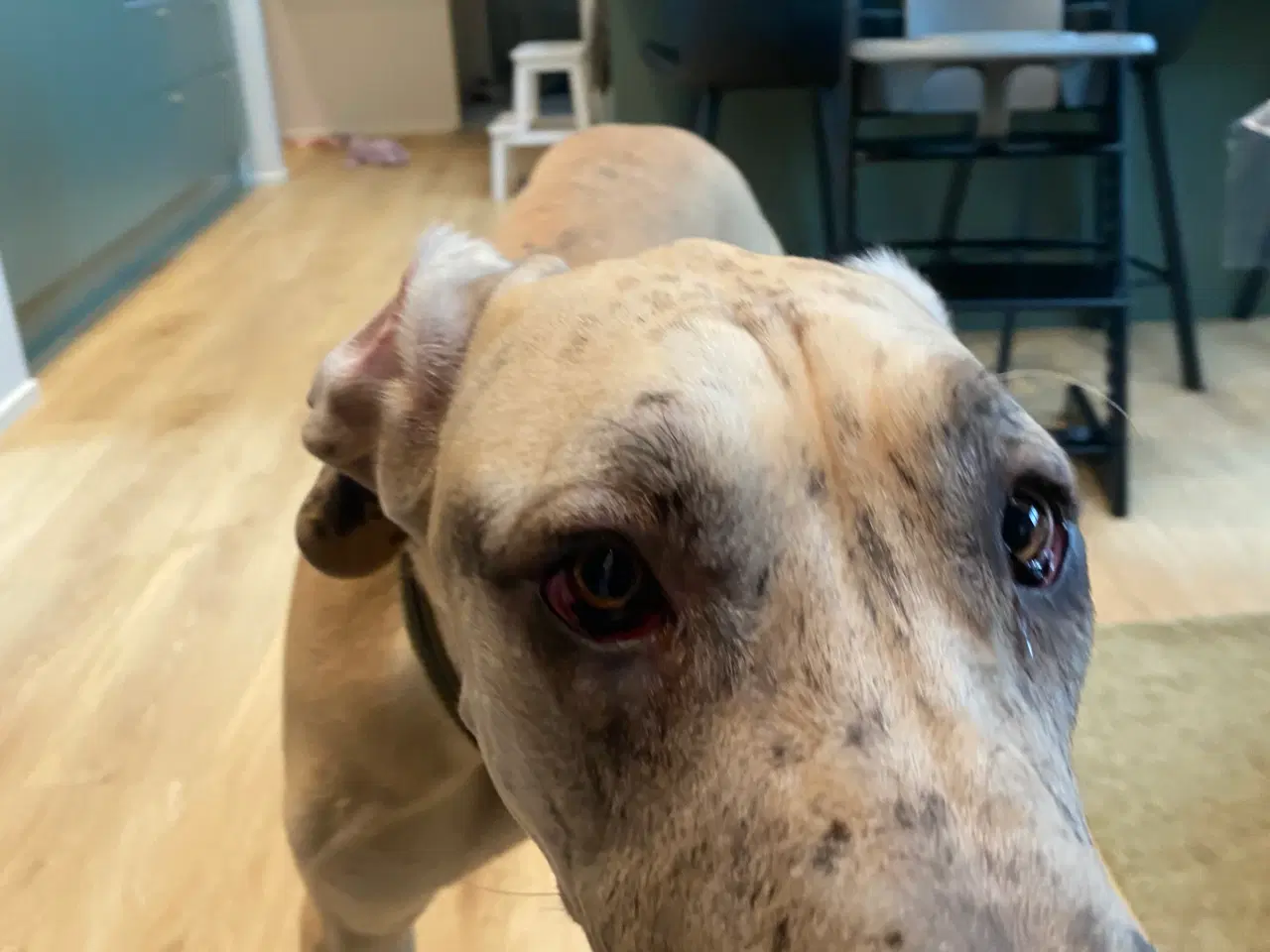 Billede 1 - Grand danois på 1 år