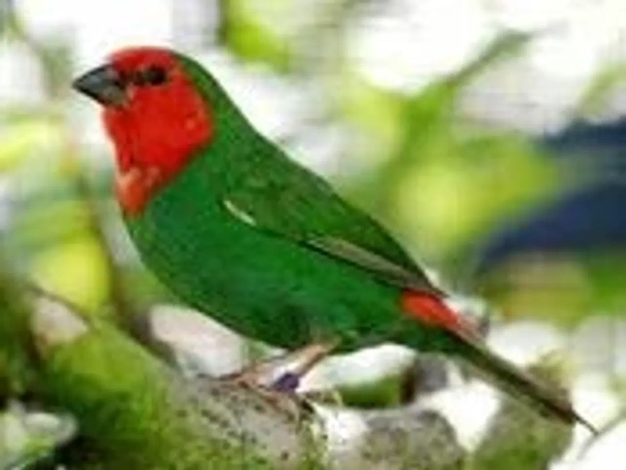 Billede 2 - Småfugle, spidsnæb/ finkefugle