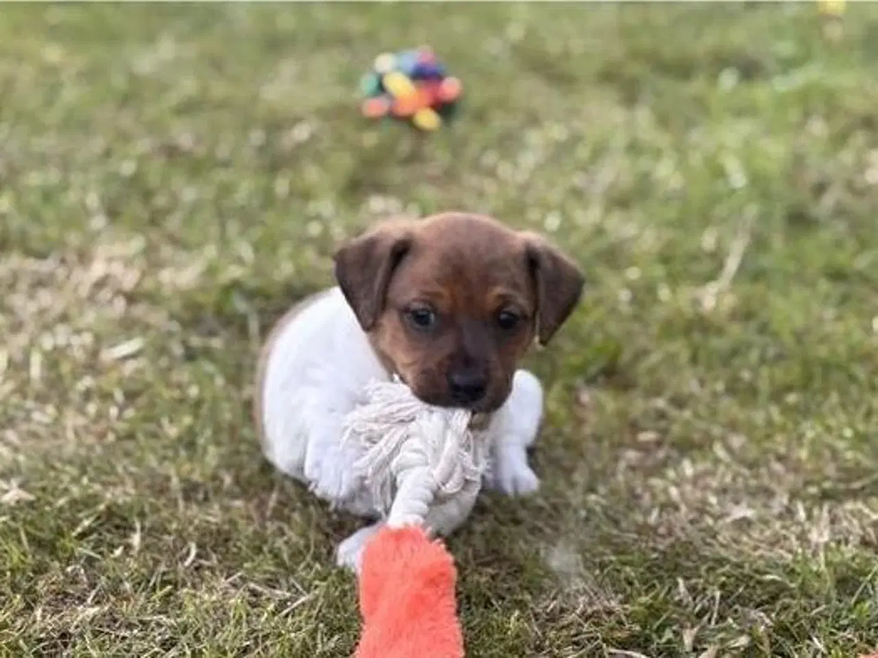 Billede 5 - Dansk-Svensk Gårdhundehvalp hanhund med stamtavle 