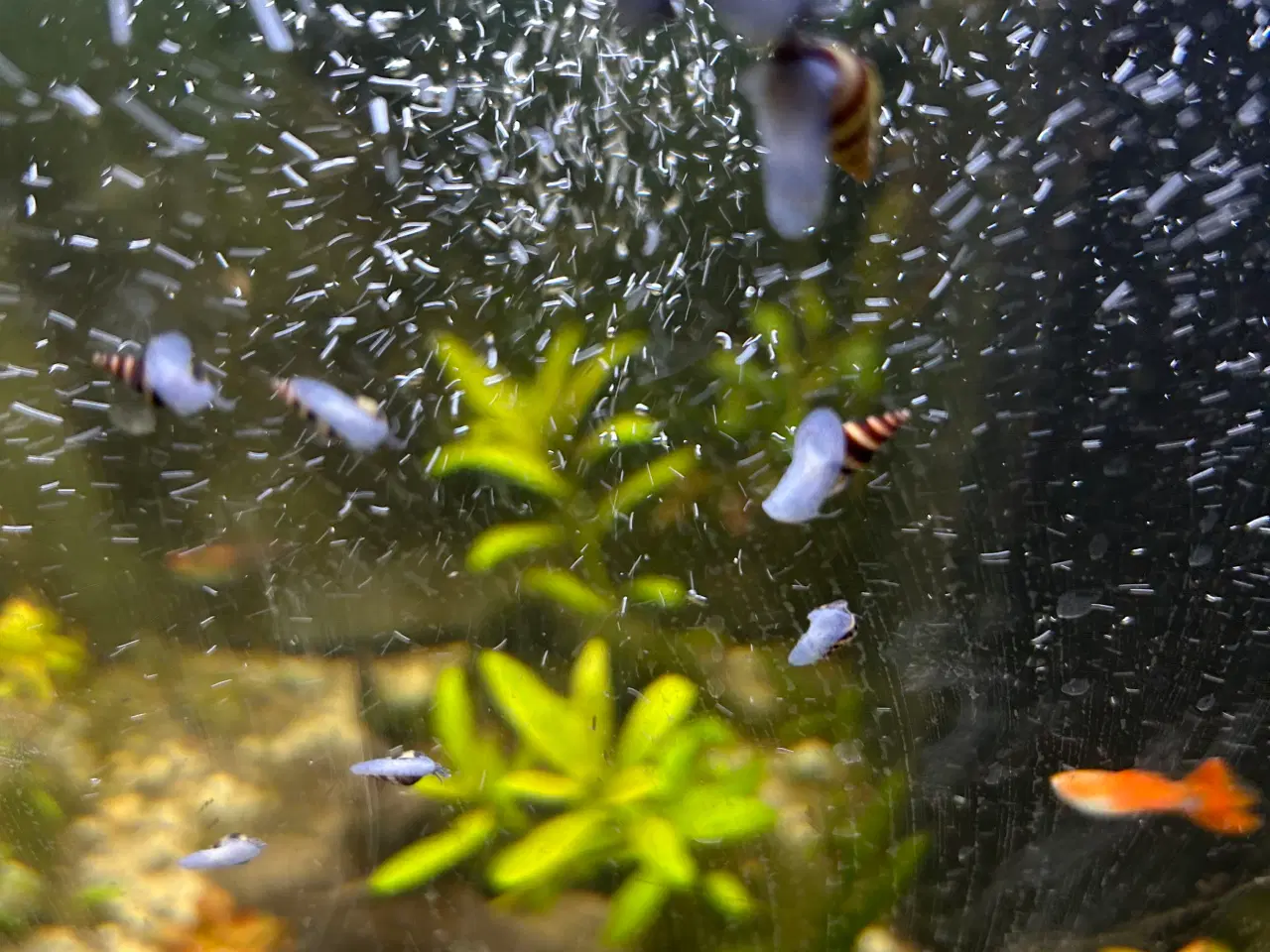 Billede 9 - 🐚 Helena-snegle Premium – 10 stk. | Sendes GLS