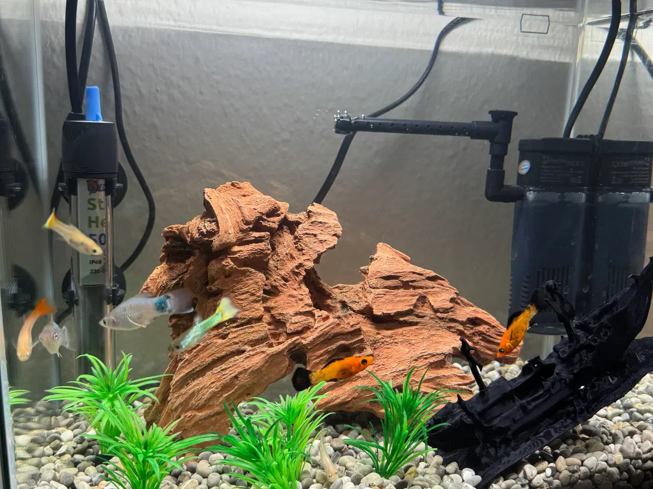 Billede 7 - Akvarie med fisk