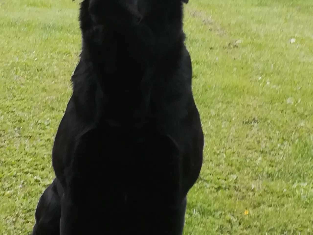 Billede 6 - Stueopdræt labrador både gule og sorte hanner 
