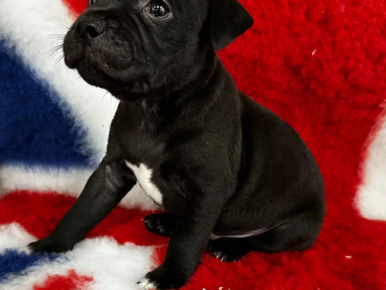Billede 2 - Staffordshire Bull terrier hvalpe🩵🩷