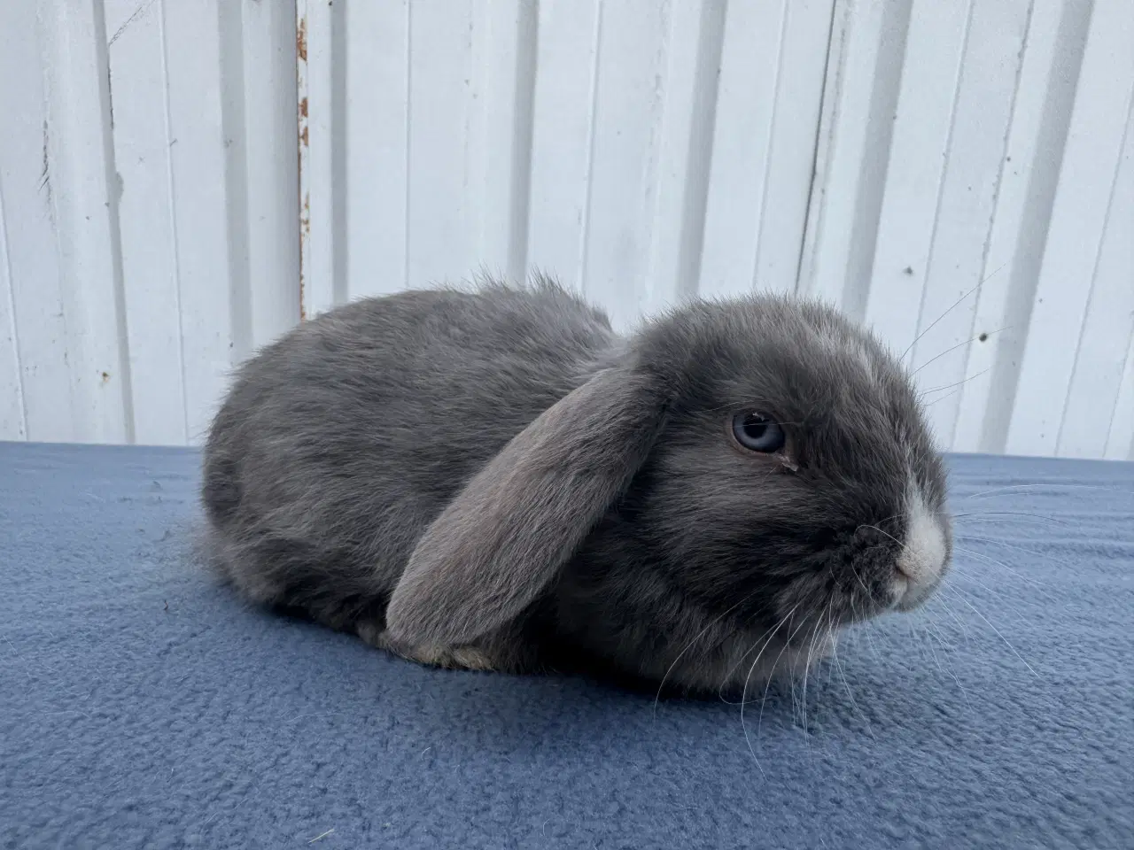 Billede 7 - Dværgvædder hunkanin