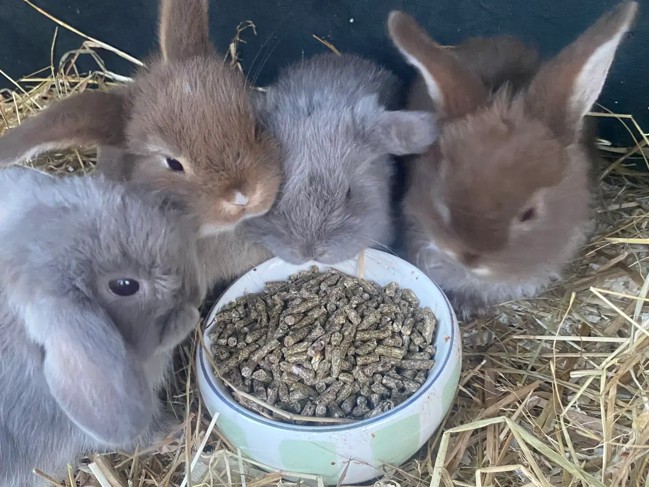 Billede 7 - Mini lop kanin unge , Pige