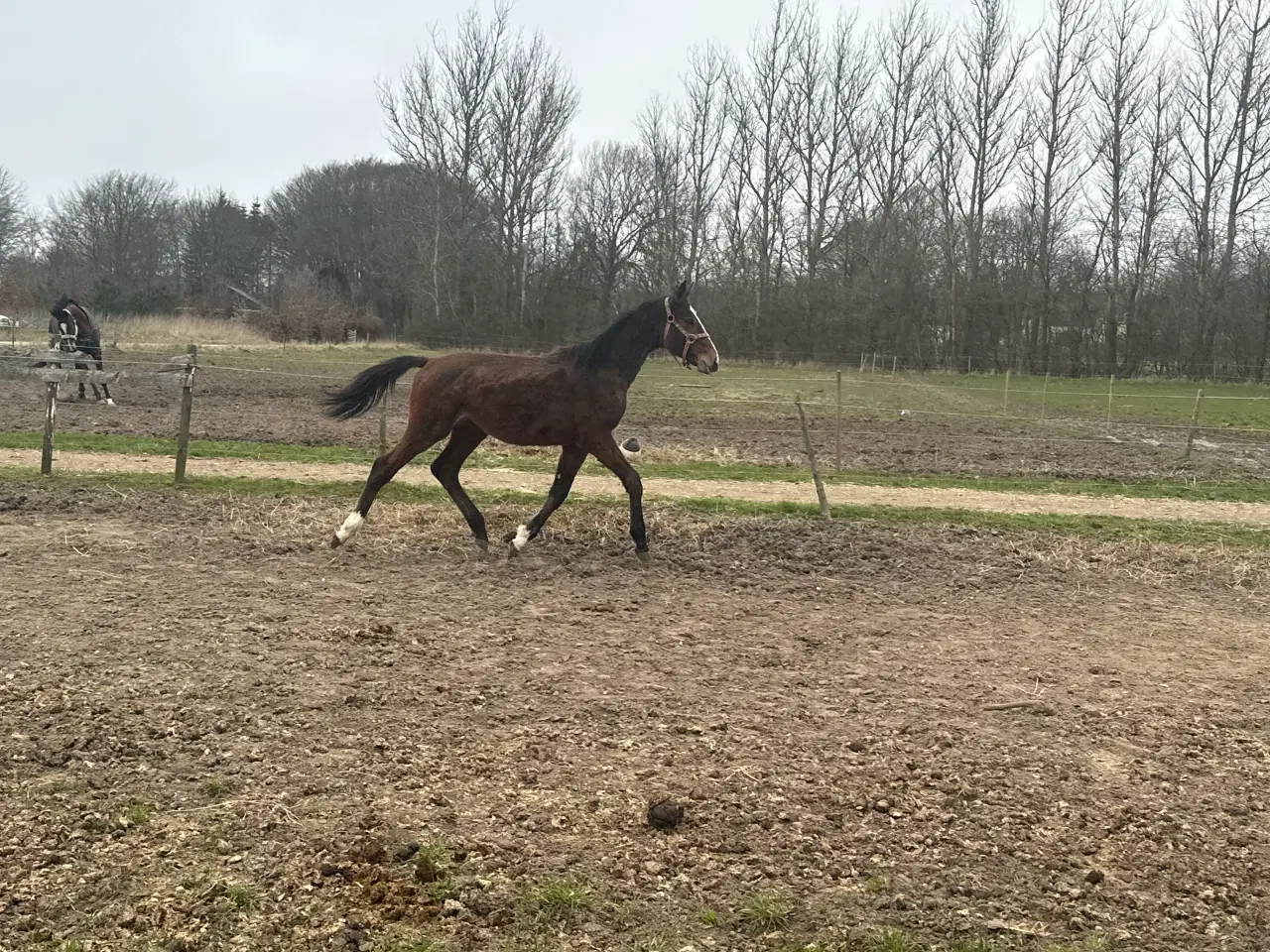 Billede 2 - Ringgaard’s cykel søger et hjem 