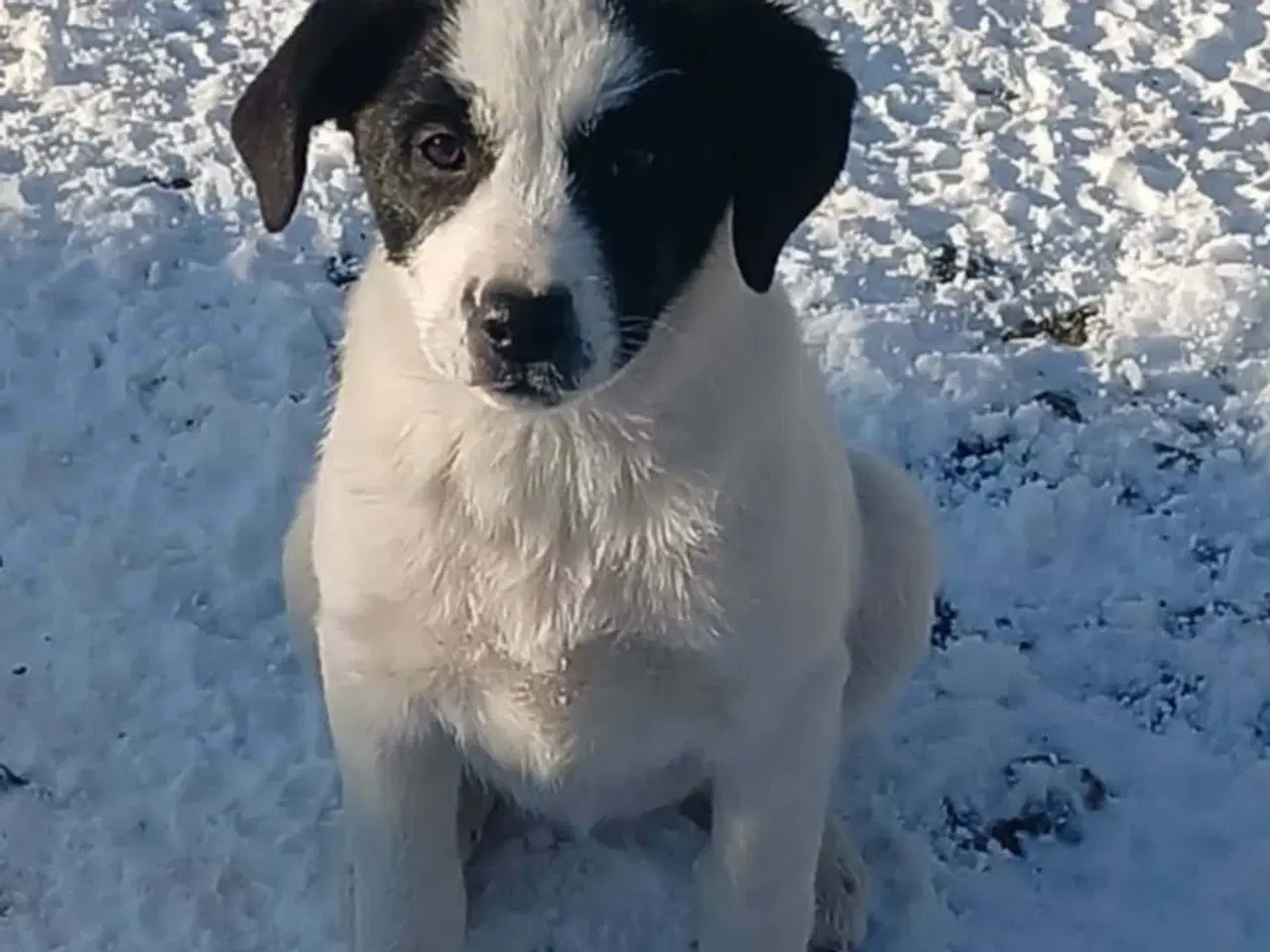 Billede 4 - Søde Muriel søger sit 4ever hjem