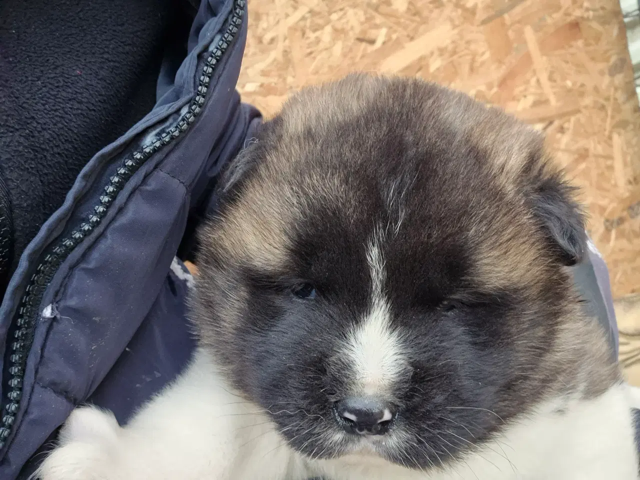 Billede 9 - Hundehvalpe American Akita