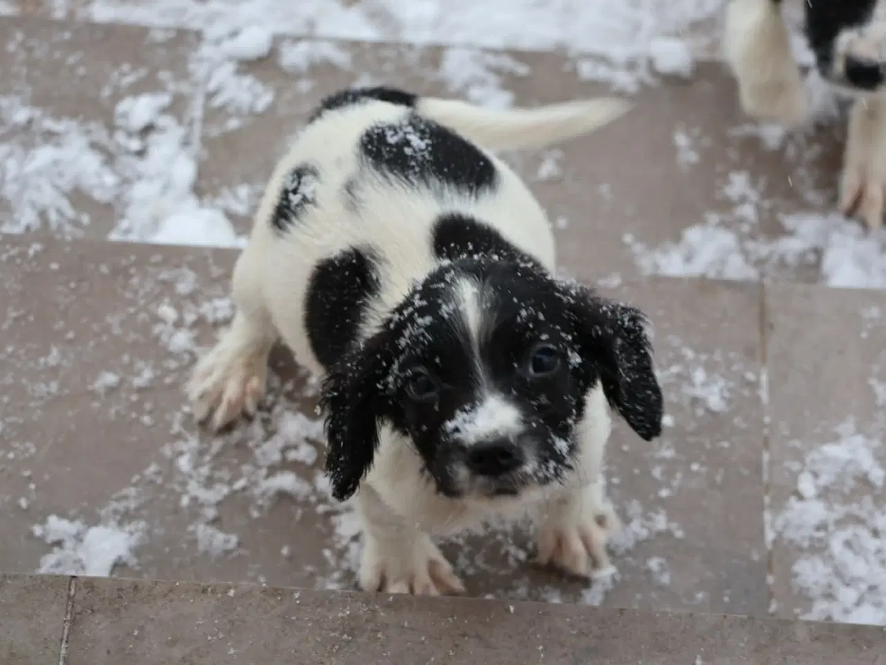 Billede 2 - Søde hvalpe 