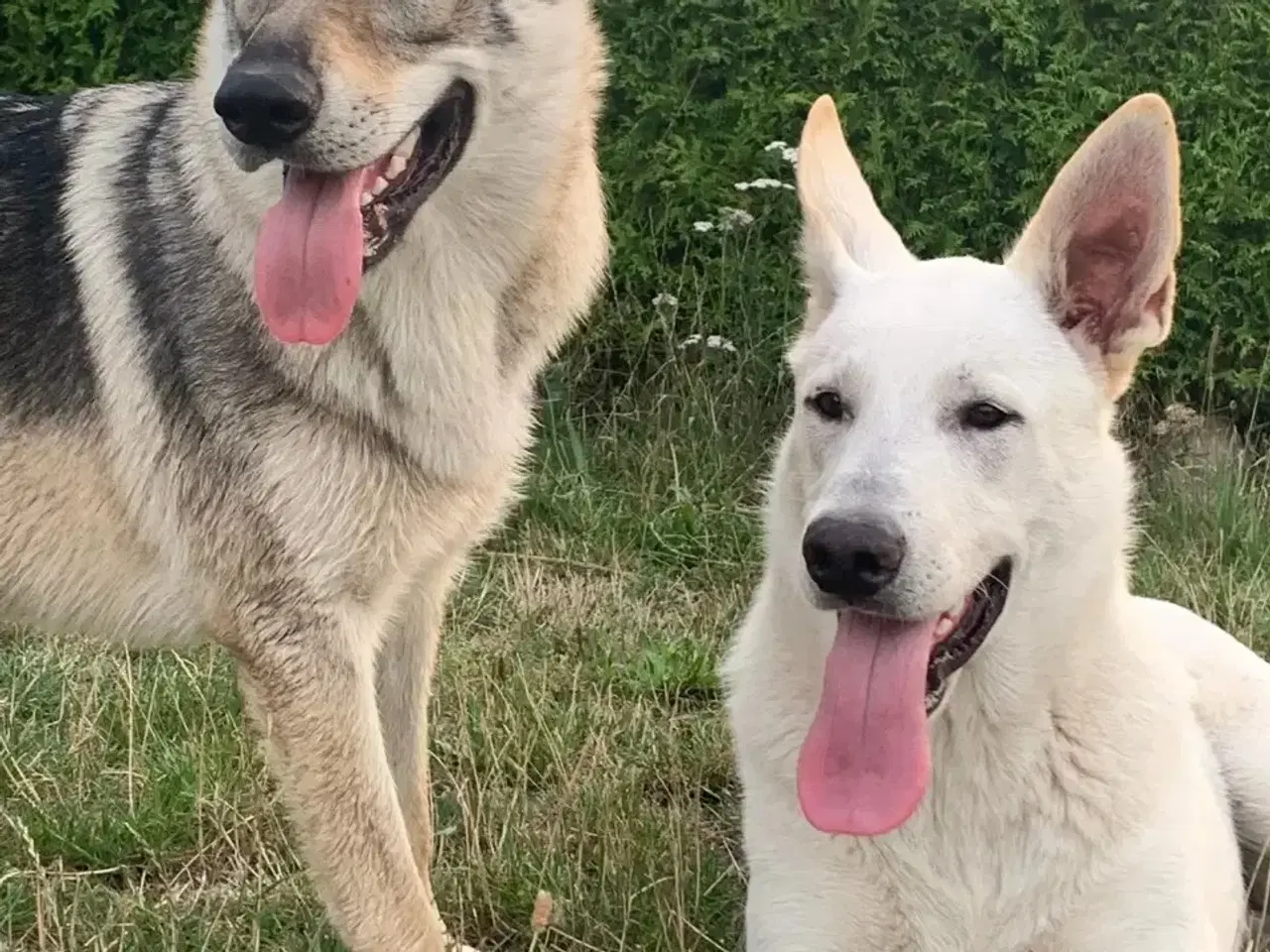 Billede 4 - Hvalpe af hvid schæfer og tjekkoslovakisk ulvehund