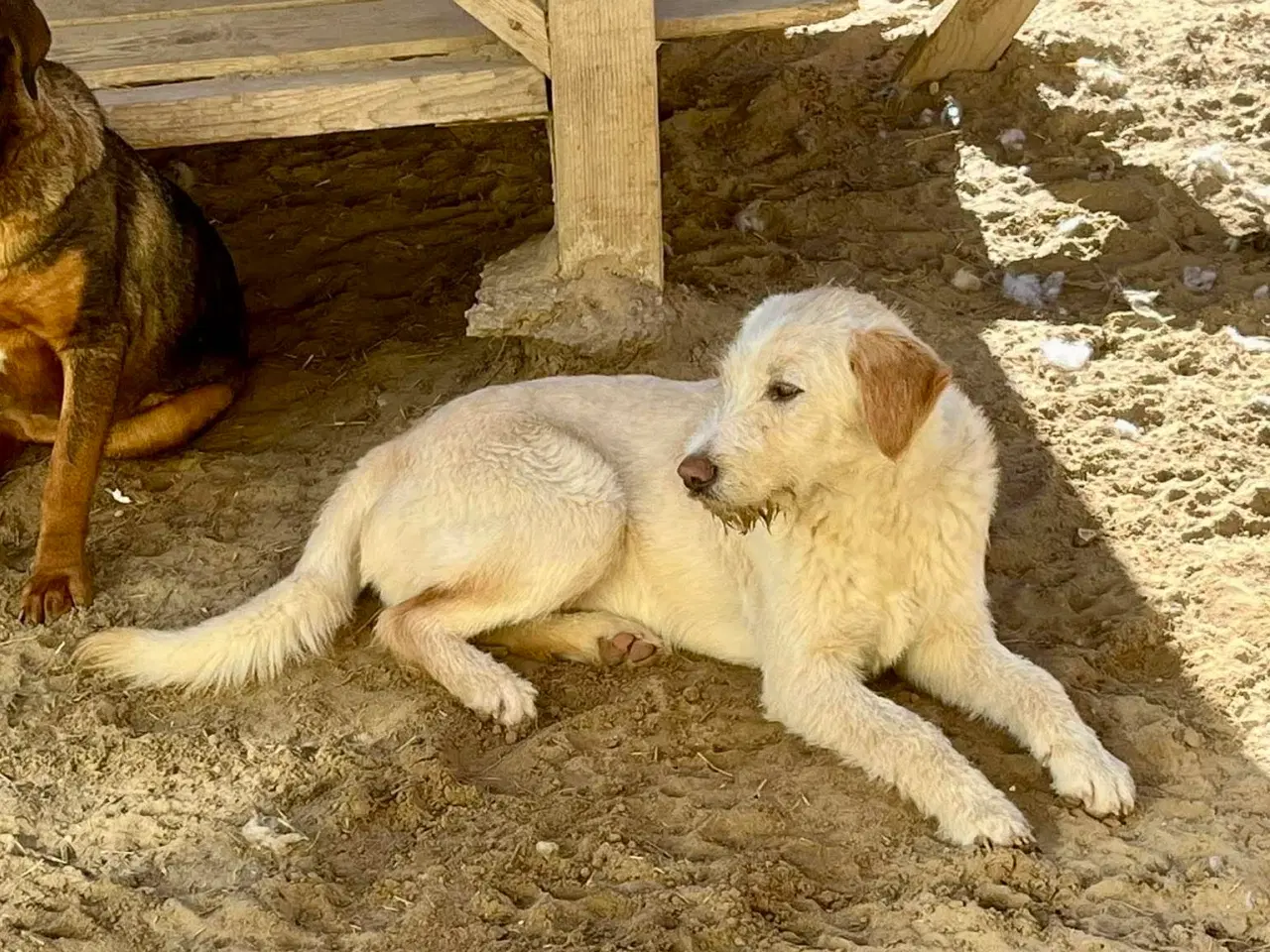 Billede 3 - Vidunderlige DJ leder efter sin 4-ever familie🏡💞