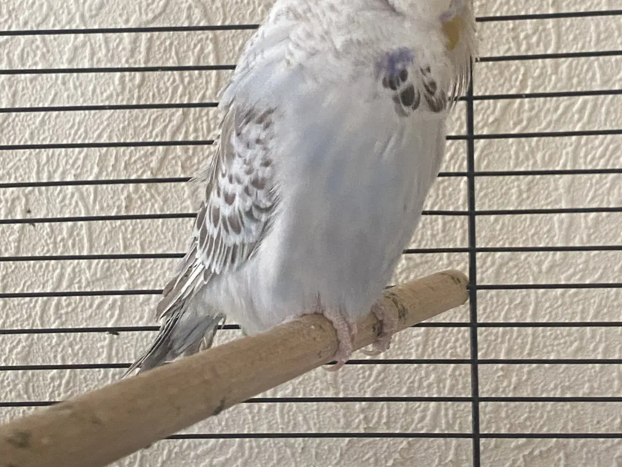 Billede 1 - Flot engelsk undulat