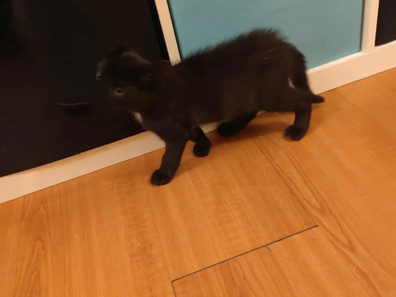 Billede 4 - killinger med et Himalaya gen