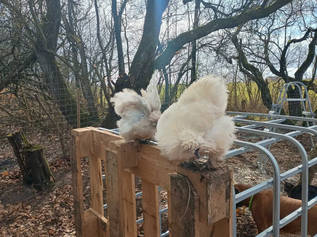 Billede 8 - Dværge silkehøns høner 