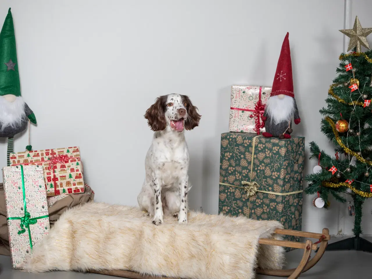 Billede 4 - Springer Spaniel/Kleiner hvalpe