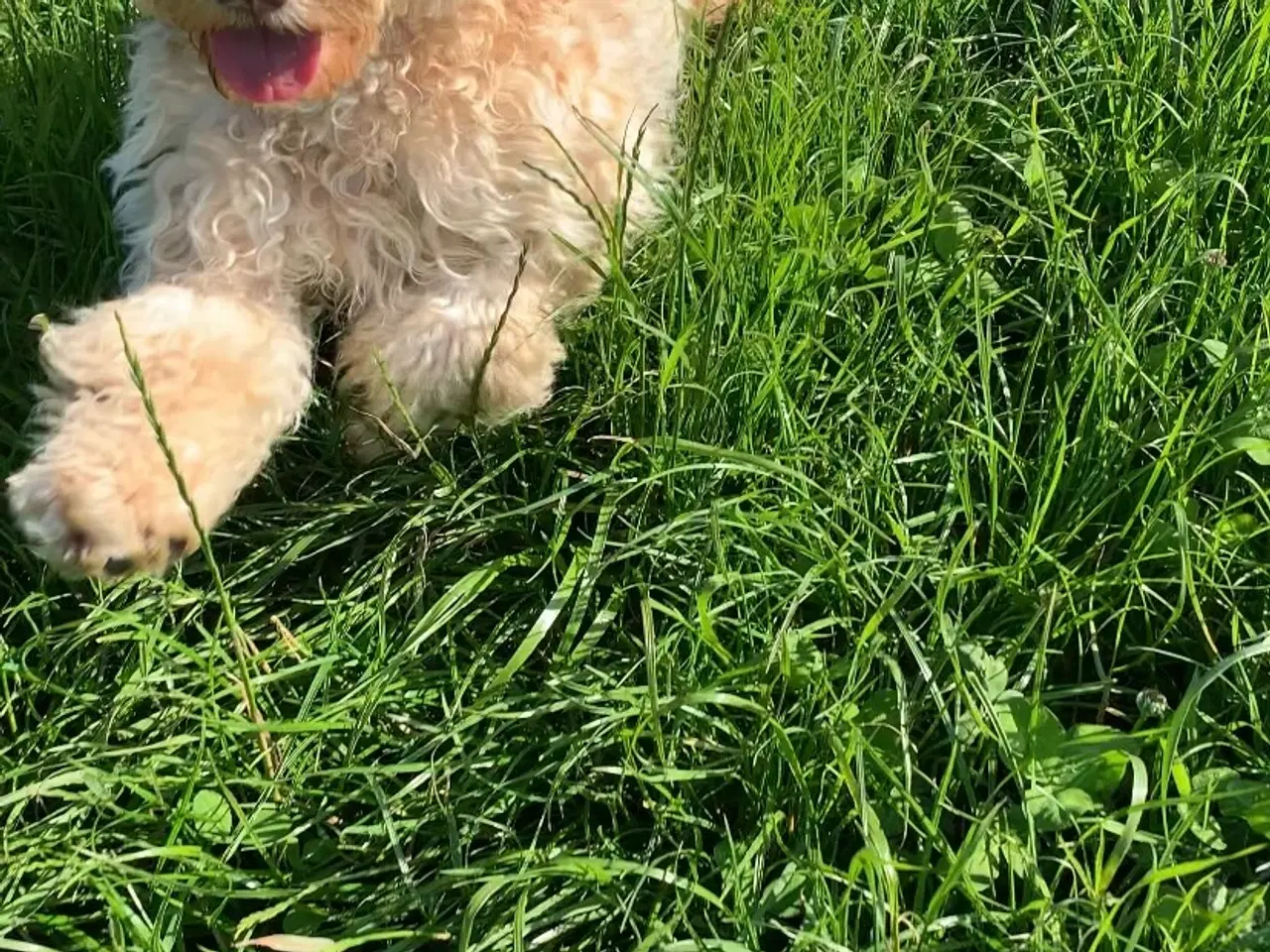 Billede 3 - Cockerpoo søger nyt hjem