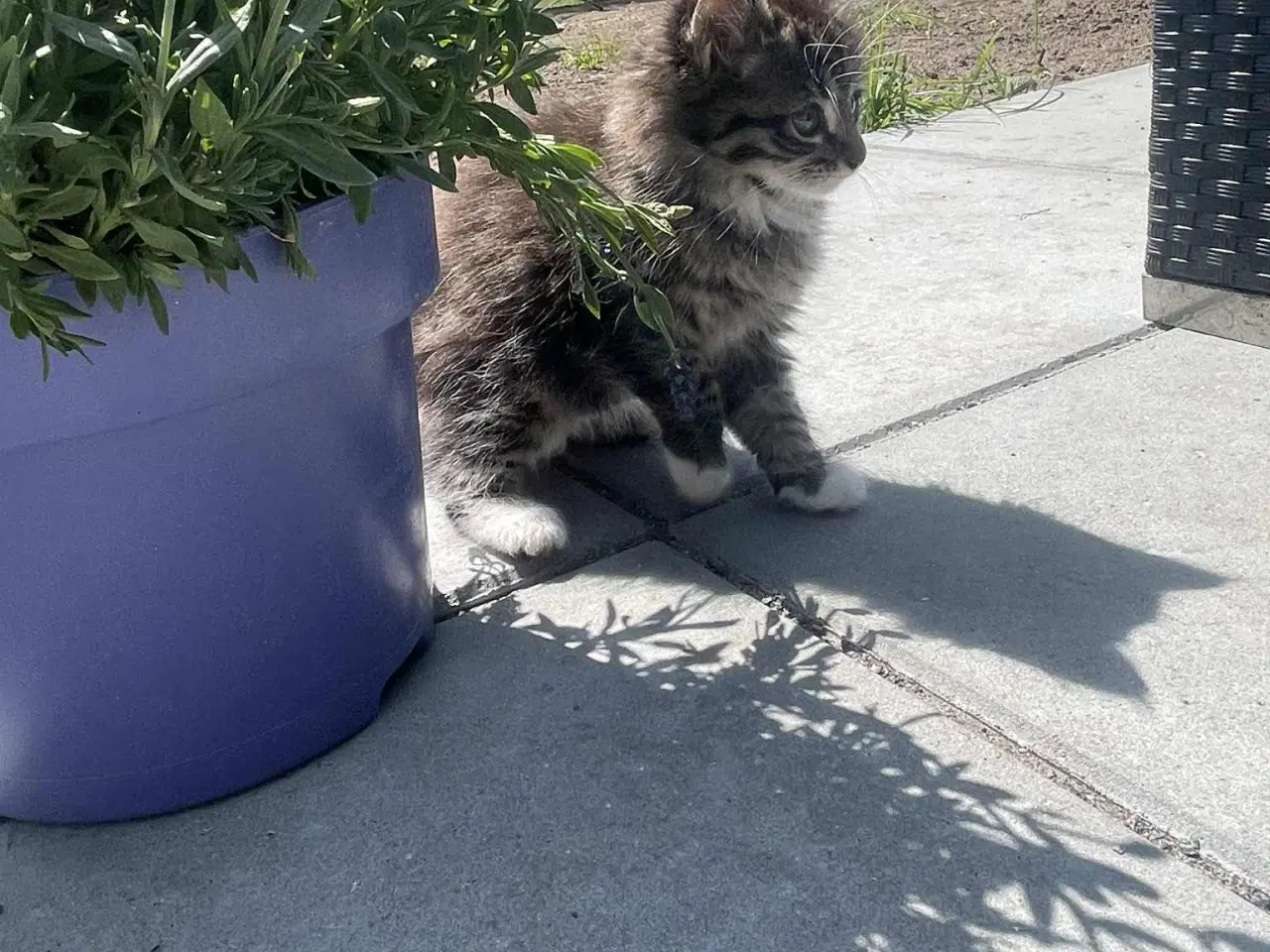 Billede 10 - Smuk kærlig Maine coon pige