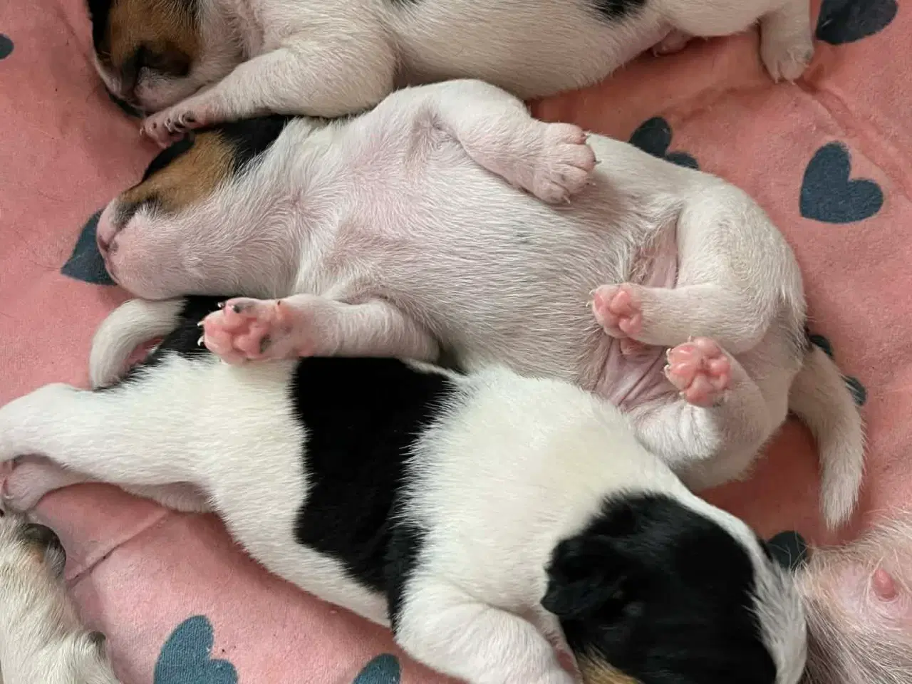 Billede 1 - Tre Dansk Svenske Gårdhunde hvalpe sælges