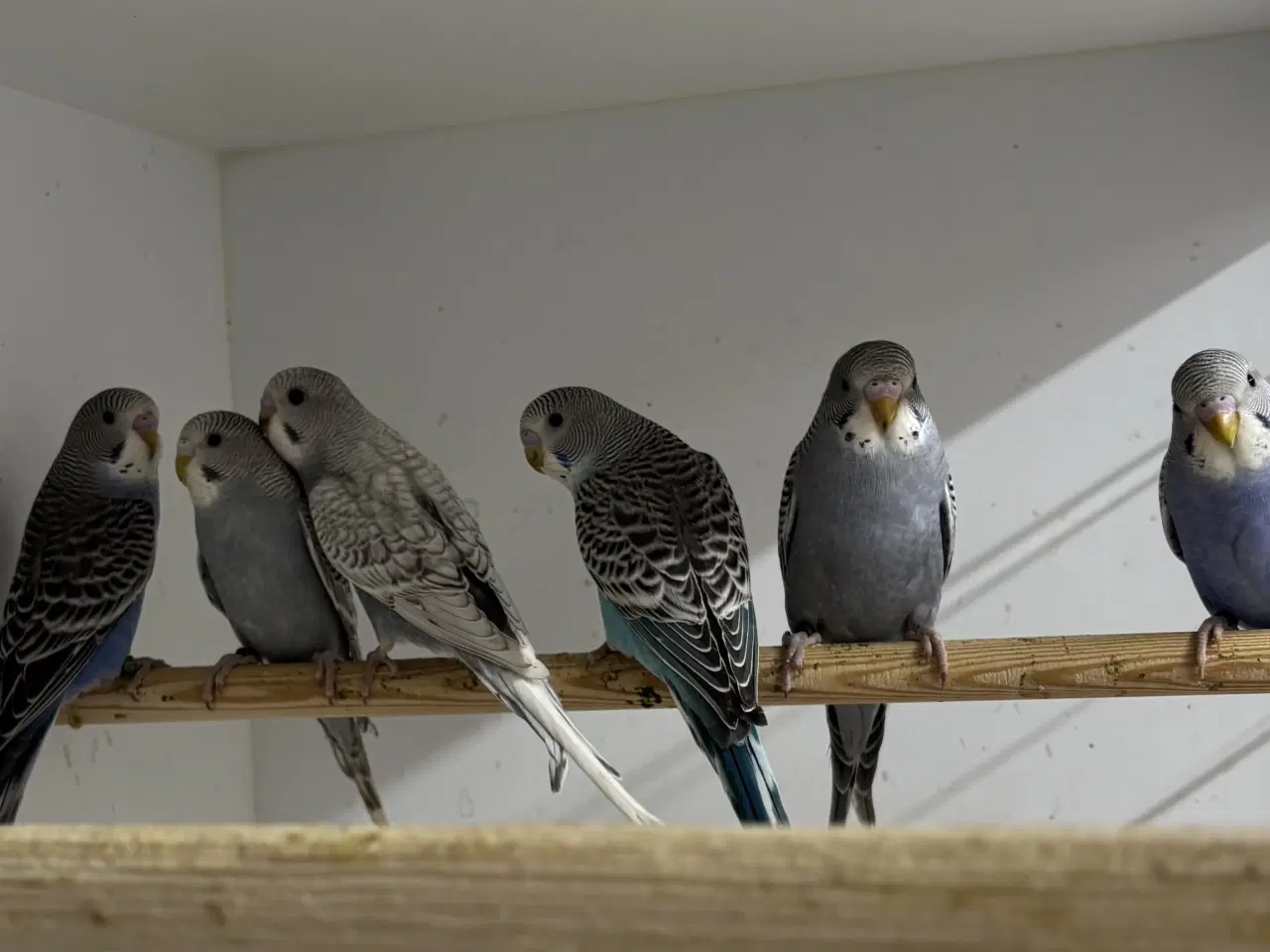 Billede 3 - Australske undulater 