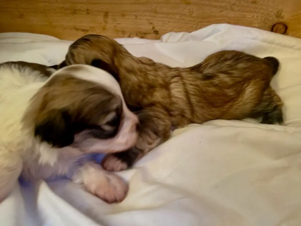 Billede 3 - Små allergivenlige og ikke fældende hundehvalpe